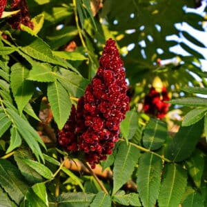 Sumac berry