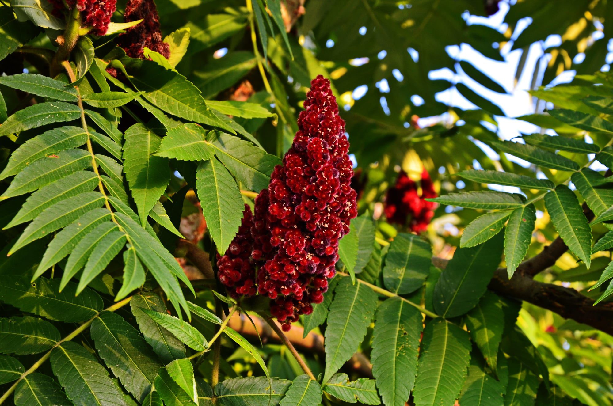 Sumac berry