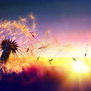 The Dandelion, More Than Just A Weed