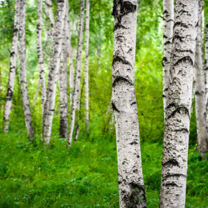 The Silver Birch Tree And Its Benefits
