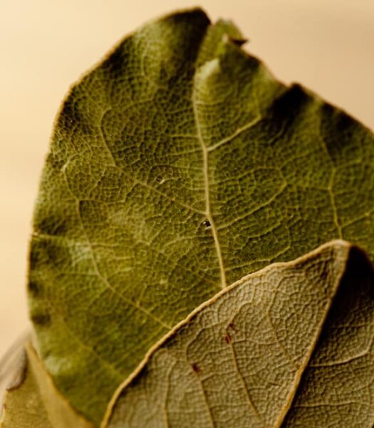 California bay leaf
